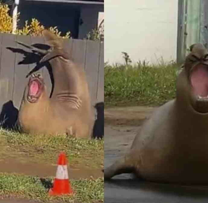 “C’è il rischio concreto di amarlo a morte”: ha un milione e mezzo di follower, blocca il traffico e sfonda recinzioni: il caso di Neil, la foca elefante che preoccupa la Tasmania