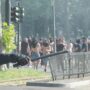 Copertina di Ultras ferito alla testa, sospeso il poliziotto