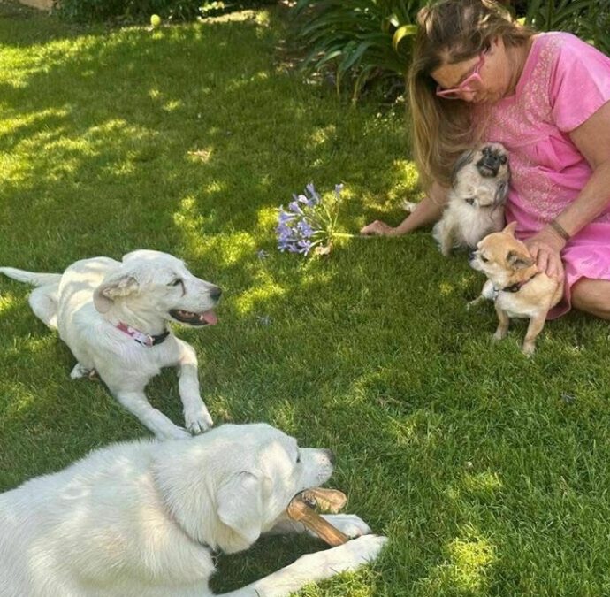 Trovati legati a una catena e senza un riparo, Romina Power adotta due cuccioli: sono Romeo e Giulietta