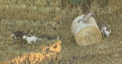 Copertina di È entrato nel branco e non è più tornato indietro: cucciolo di cane adottato da un branco di lupi. Il gesto del maschio dominante sorprende i ricercatori