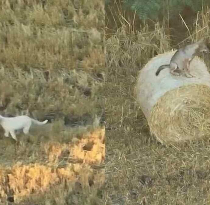 È entrato nel branco e non è più tornato indietro: cucciolo di cane adottato da un branco di lupi. Il gesto del maschio dominante sorprende i ricercatori