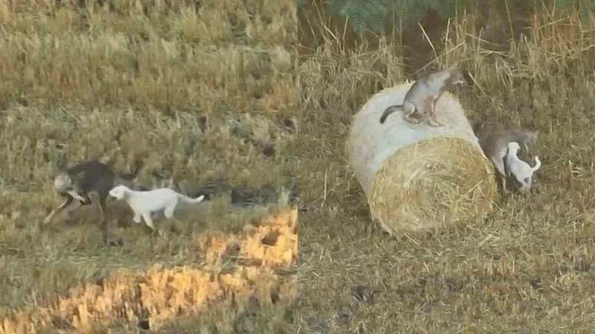 200 entrato nel branco e non 232 pi249 tornato indietro cucciolo di cane adottato da un branco di lupi il gesto del maschio dominante sorprende i ricercatori da Ilfattoquotidiano.it 200 entrato nel branco e non 232 pi249 tornato indietro cucciolo di cane adottato da un branco di lupi il gesto del maschio dominante sorprende i ricercatori
