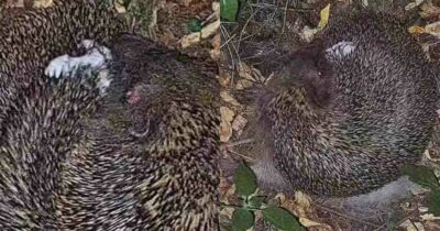 Copertina di “L’autosputo è un comportamento ancora avvolto nel mistero e non ha effetti sulla pulizia del corpo”: riccio mangia pelo di cane e se lo spalma sugli aculei, il video sorprende anche gli esperti