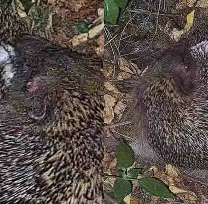 “L’autosputo è un comportamento ancora avvolto nel mistero e non ha effetti sulla pulizia del corpo”: riccio mangia pelo di cane e se lo spalma sugli aculei, il video sorprende anche gli esperti