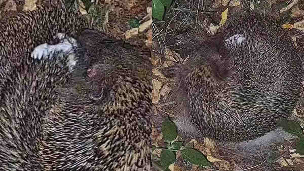 l8217autosputo 232 un comportamento ancora avvolto nel mistero e non ha effetti sulla pulizia del corpo riccio mangia pelo di cane e se lo spalma sugli aculei il video sorprende anche gli esperti da Ilfattoquotidiano.it l8217autosputo 232 un comportamento ancora avvolto nel mistero e non ha effetti sulla pulizia del corpo riccio mangia pelo di cane e se lo spalma sugli aculei il video sorprende anche gli esperti