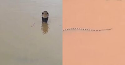 Copertina di “Sono centinaia e potrebbero essere ovunque, hanno già morso un uomo”: 900 serpenti fuggono da un allevamento distrutto dal maltempo, è allarme in Cina