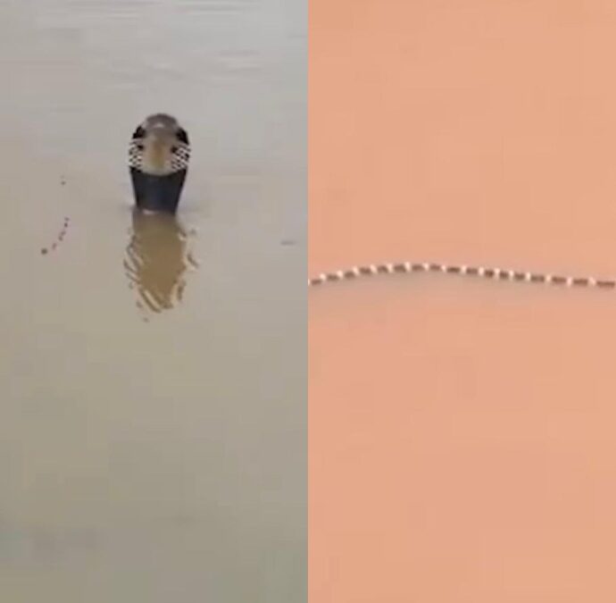 “Sono centinaia e potrebbero essere ovunque, hanno già morso un uomo”: 900 serpenti fuggono da un allevamento distrutto dal maltempo, è allarme in Cina