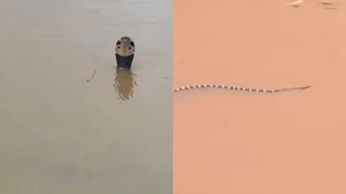 “Sono centinaia e potrebbero essere ovunque, hanno già morso un uomo”: 900 serpenti fuggono da un allevamento distrutto dal maltempo, è allarme in Cina