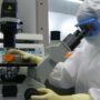 Copertina di Parkinson, i neuroni ottenuti da staminali superano la prova della sicurezza. Gli studi con strategie differenti