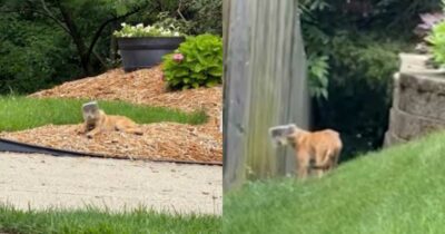 Copertina di Per giorni vaga con un barattolo di plastica incastrato sulla testa senza vedere né mangiare: tutti pensano sia un cane, ma la scoperta sorprende i soccorritori