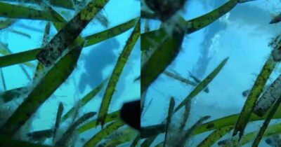 Copertina di Perde l’iPhone in mare, lo ritrova 11 minuti dopo ancora acceso e con la videocamera che sta riprendendo tutto: il video dal fondale marino è virale