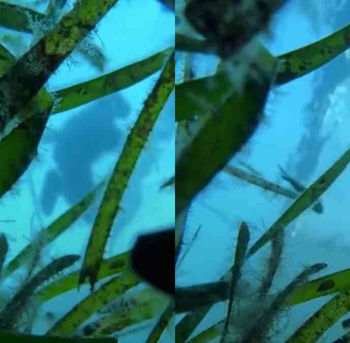 Perde l’iPhone in mare, lo ritrova 11 minuti dopo ancora acceso e con la videocamera che sta riprendendo tutto: il video dal fondale marino è virale