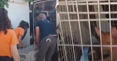 Copertina di “Vivevano in condizioni disumane”: 100 cani ammassati in una casa tra sporcizia, escrementi e degrado, la scoperta choc a Palermo. Sette salvati in condizioni disperate