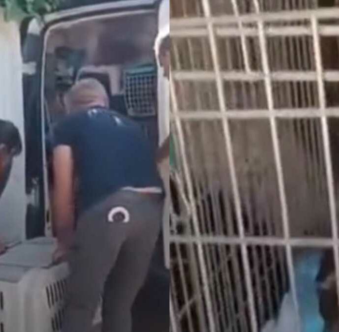 “Vivevano in condizioni disumane”: 100 cani ammassati in una casa tra sporcizia, escrementi e degrado, la scoperta choc a Palermo. Sette salvati in condizioni disperate