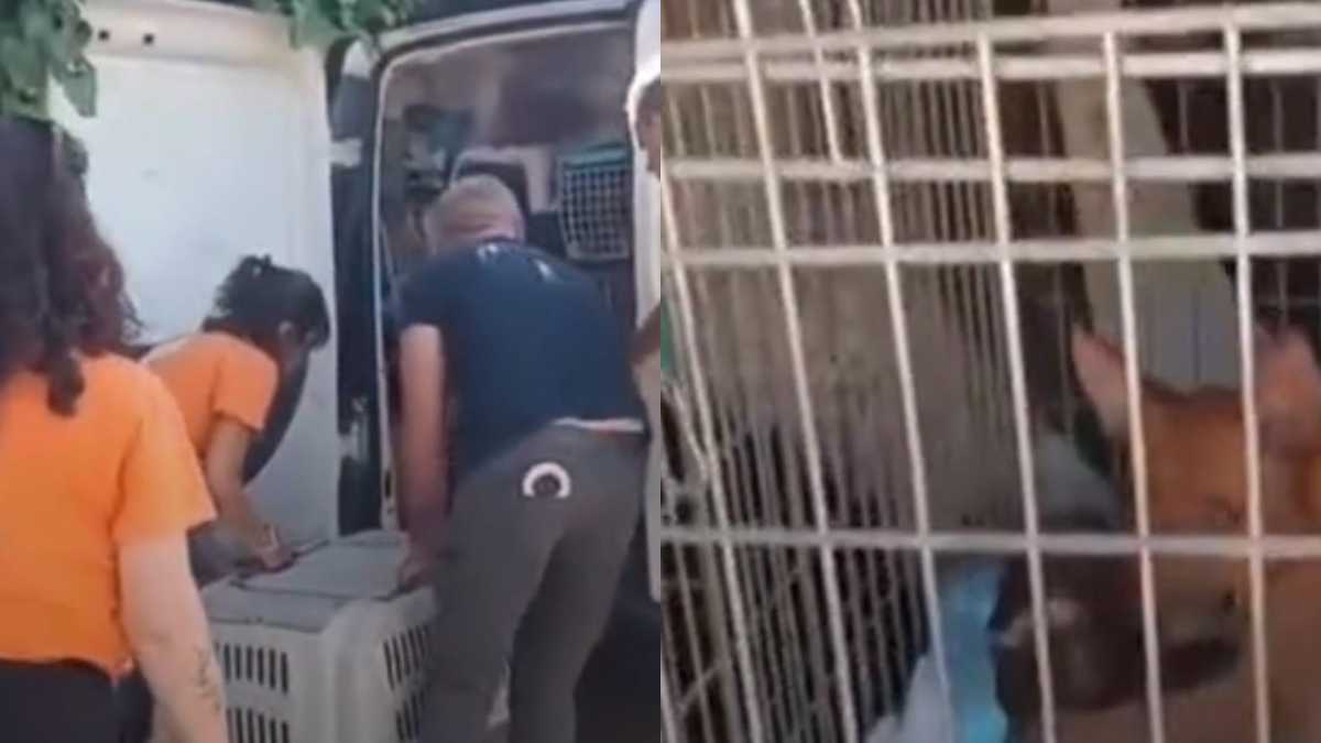 “Vivevano in condizioni disumane”: 100 cani ammassati in una casa tra sporcizia, escrementi e degrado, la scoperta choc a Palermo. Sette salvati in condizioni disperate