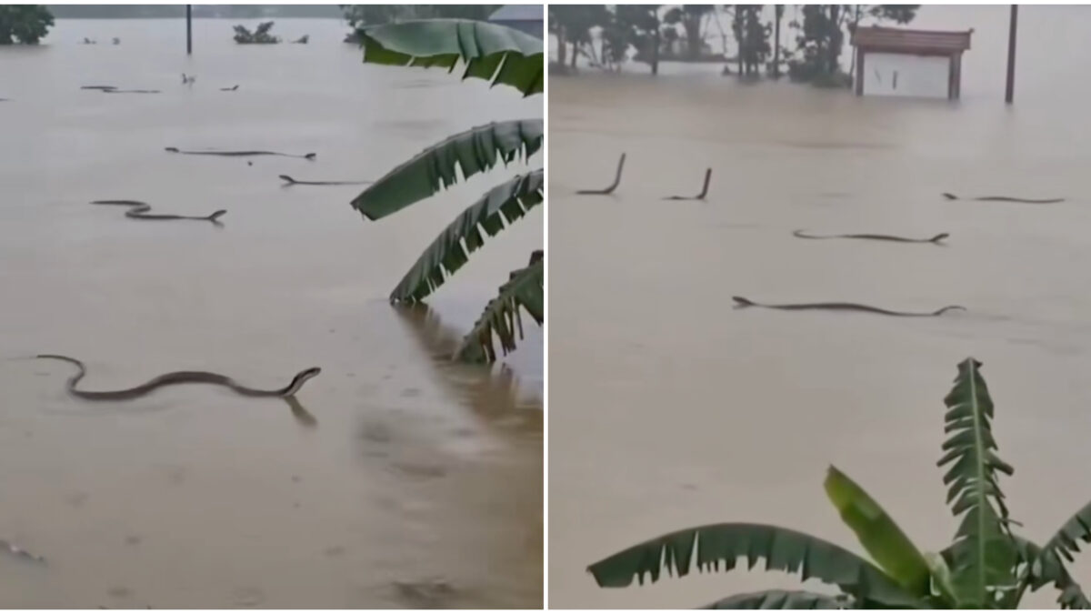 centinaia di serpenti velenosi in fuga tra le strade allagate di un villaggio le immagini incredibili dalla cina le autorit224 alla popolazione non toccateli 8211 il video da Ilfattoquotidiano.it centinaia di serpenti velenosi in fuga tra le strade allagate di un villaggio le immagini incredibili dalla cina le autorit224 alla popolazione non toccateli 8211 il video