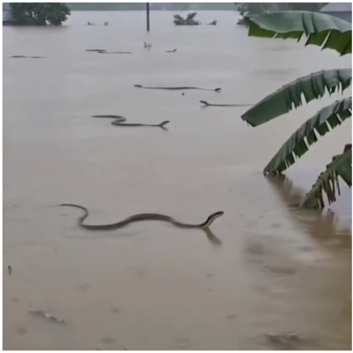 Centinaia di serpenti velenosi in fuga tra le strade allagate di un villaggio: le immagini incredibili dalla Cina. Le autorità alla popolazione: “Non toccateli” – IL VIDEO