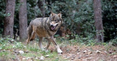 Copertina di Bimba aggredita da un animale agli impianti sportivi, il sindaco di Arrone: “Era un lupo, l’ho visto personalmente”