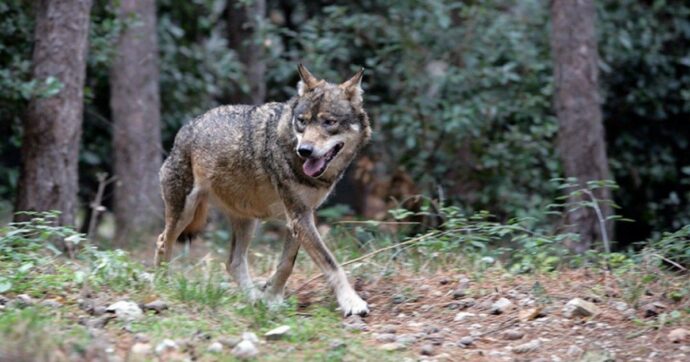 Bimba aggredita da un animale agli impianti sportivi, il sindaco di Arrone: “Era un lupo, l’ho visto personalmente”