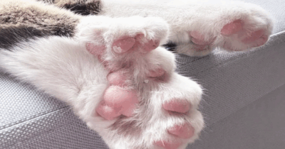 Copertina di Toby è un gatto da Guinness dei Primati: ha 28 dita e 30 artigli. La storia commovente, salvo per miracolo