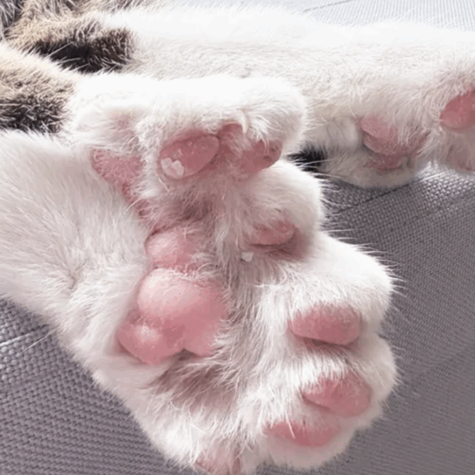 Toby è un gatto da Guinness dei Primati: ha 28 dita e 30 artigli. La storia commovente, salvo per miracolo