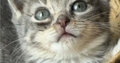 Copertina di Ha il volto di una cucciola e un segreto nascosto nel suo corpo: la storia incredibile di Silver Stub, la gatta destinata a non crescere mai