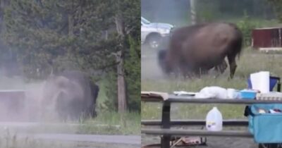 Copertina di Turista si ferma per un’ultima foto, ma il bisonte lo insegue tra gli alberi: ecco cos’è successo al Parco Nazionale di Yellowstone