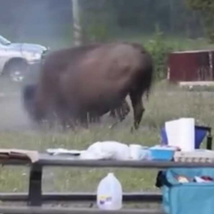 Turista si ferma per un’ultima foto, ma il bisonte lo insegue tra gli alberi: ecco cos’è successo al Parco Nazionale di Yellowstone