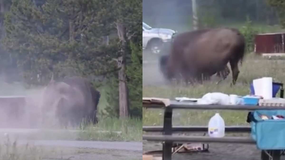 turista si ferma per un8217ultima foto ma il bisonte lo insegue tra gli alberi ecco cos8217232 successo al parco nazionale di yellowstone da Ilfattoquotidiano.it turista si ferma per un8217ultima foto ma il bisonte lo insegue tra gli alberi ecco cos8217232 successo al parco nazionale di yellowstone