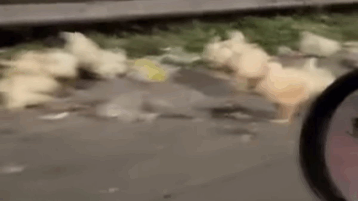 “Che ci fanno decine e decine di galline su una strada a scorrimento veloce?”: camion perde il carico, strage di volatili a Napoli