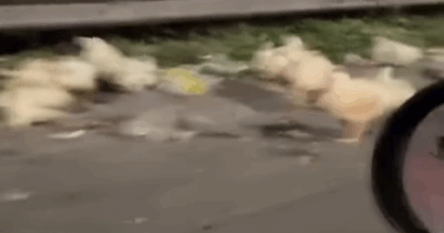 Copertina di “Che ci fanno decine e decine di galline su una strada a scorrimento veloce?”: camion perde il carico, strage di volatili a Napoli