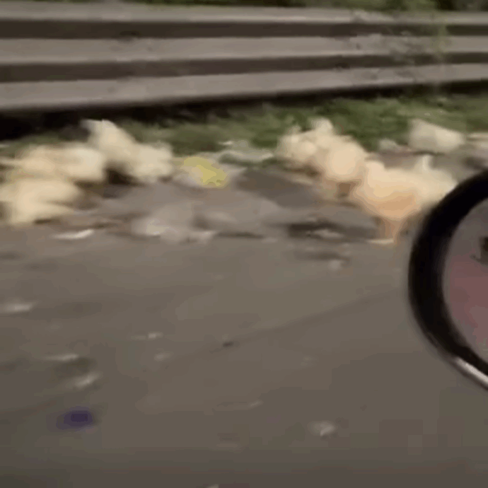 “Che ci fanno decine e decine di galline su una strada a scorrimento veloce?”: camion perde il carico, strage di volatili a Napoli