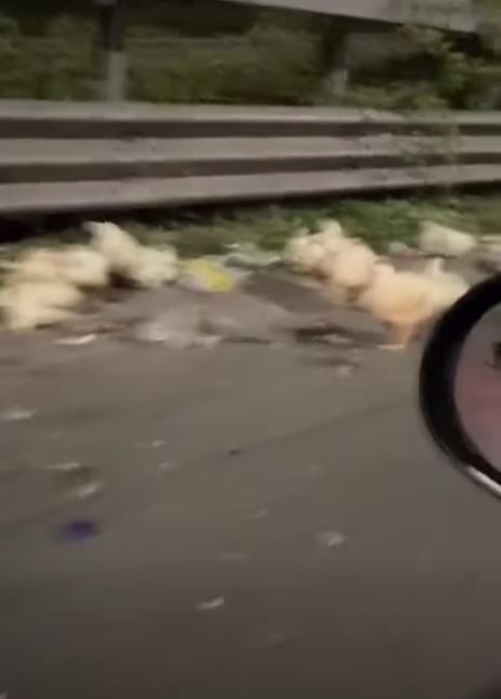 che ci fanno decine e decine di galline su una strada a scorrimento veloce camion perde il carico strage di volatili a napoli da Ilfattoquotidiano.it che ci fanno decine e decine di galline su una strada a scorrimento veloce camion perde il carico strage di volatili a napoli