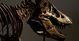 Copertina di Venduto all’asta per 44 milioni di euro lo scheletro di “Gus”, tra i T-Rex più grandi al mondo. È record, ma si scatenano le polemiche dei paleontologi