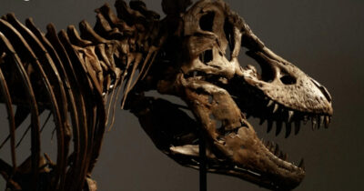 Copertina di Venduto all’asta per 44 milioni di euro lo scheletro di “Gus”, tra i T-Rex più grandi al mondo. È record, ma si scatenano le polemiche dei paleontologi