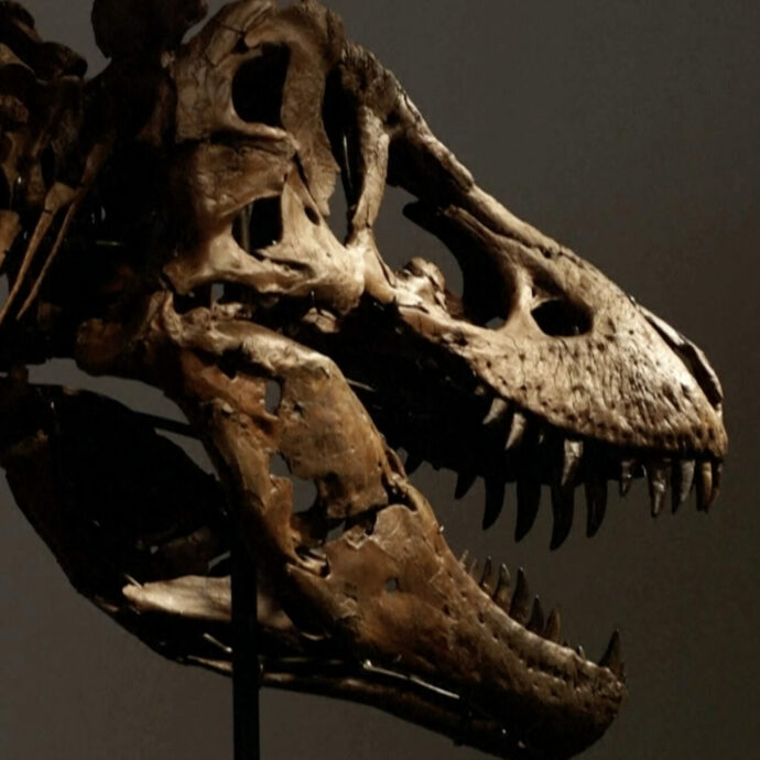 Venduto all’asta per 44 milioni di euro lo scheletro di “Gus”, tra i T-Rex più grandi al mondo. È record, ma si scatenano le polemiche dei paleontologi