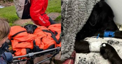 Copertina di “È stata un’esperienza terrificante. Sembrava ubriaca e non riusciva più a camminare”: cagnolina mangia della cannabis trovata per terra e sta male, il salvataggio a 1.300 metri di quota