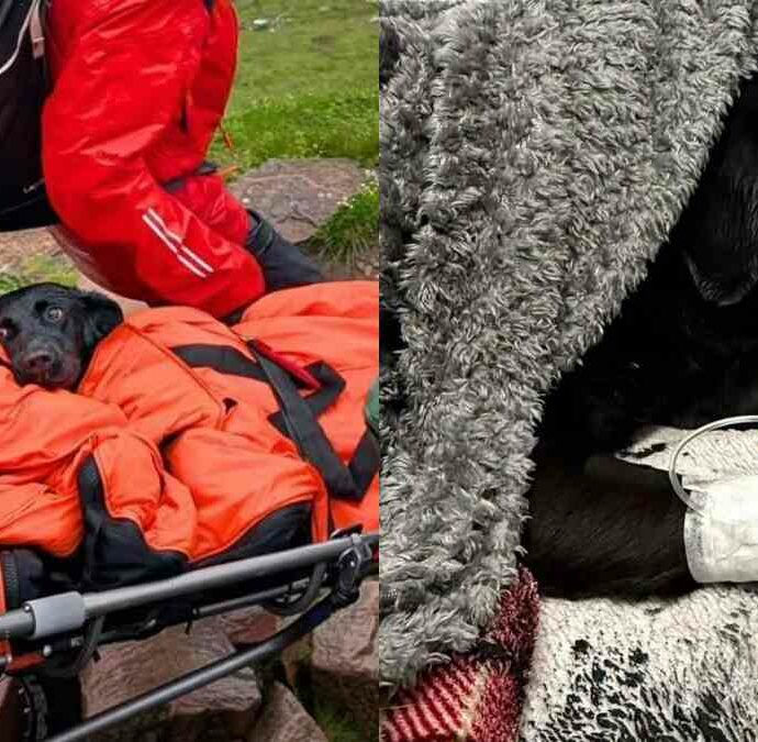 “È stata un’esperienza terrificante. Sembrava ubriaca e non riusciva più a camminare”: cagnolina mangia della cannabis trovata per terra e sta male, il salvataggio a 1.300 metri di quota