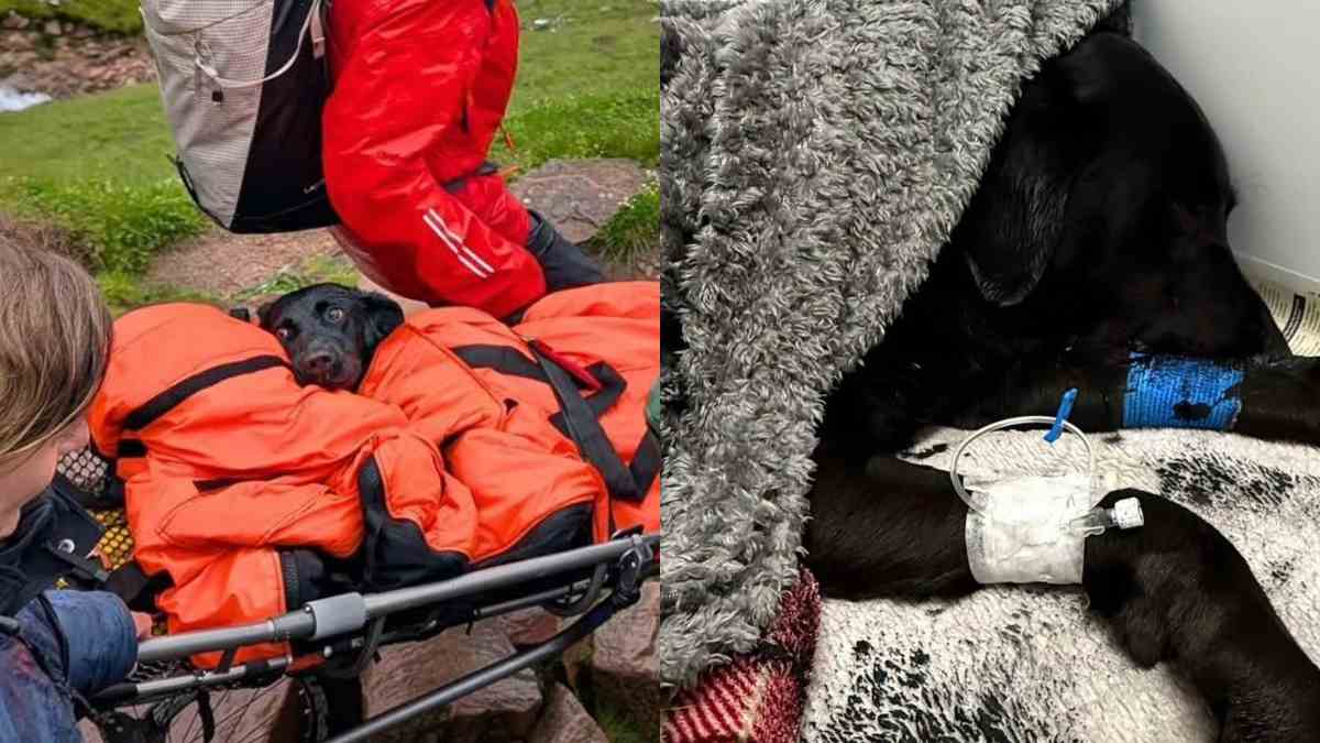“È stata un’esperienza terrificante. Sembrava ubriaca e non riusciva più a camminare”: cagnolina mangia della cannabis trovata per terra e sta male, il salvataggio a 1.300 metri di quota