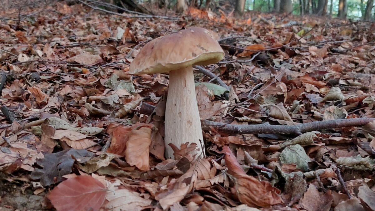 l8217arte di andare a funghi per trovare anche se stessi lo zen di matteo righetto da Ilfattoquotidiano.it l8217arte di andare a funghi per trovare anche se stessi lo zen di matteo righetto