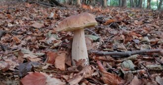 Copertina di L’arte di andare a funghi per trovare anche se stessi: lo zen di Matteo Righetto