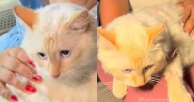 Copertina di “Era impossibile trovarlo vivo, è stato un miracolo”: la storia di Coco, il gatto salvato dopo 17 giorni sotto le macerie del terremoto in Venezuela