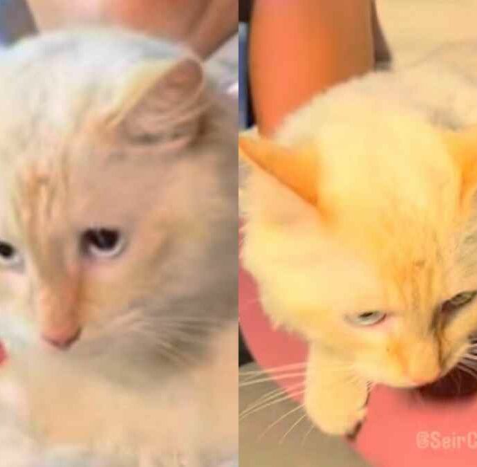 “Era impossibile trovarlo vivo, è stato un miracolo”: la storia di Coco, il gatto salvato dopo 17 giorni sotto le macerie del terremoto in Venezuela