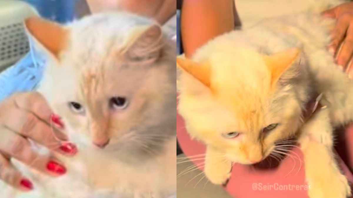 “Era impossibile trovarlo vivo, è stato un miracolo”: la storia di Coco, il gatto salvato dopo 17 giorni sotto le macerie del terremoto in Venezuela