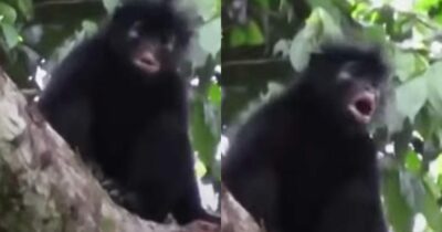 Copertina di Per quasi vent’anni è rimasta un mistero: identificata una nuova specie di scimmia nascosta nelle foreste del Congo
