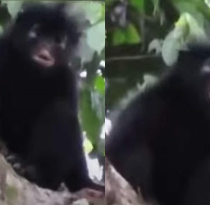 Per quasi vent’anni è rimasta un mistero: identificata una nuova specie di scimmia nascosta nelle foreste del Congo