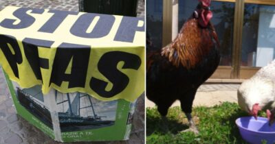 Copertina di Uova con Pfas 10 volte oltre i limiti, l’atto d’accusa dei proprietari: “Ora la Regione Veneto deve darci i dati delle analisi, vogliamo sapere ciò che mangiamo”