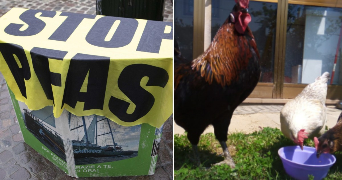 uova con pfas 10 volte oltre i limiti l8217atto d8217accusa dei proprietari ora la regione veneto deve darci i dati delle analisi vogliamo sapere ci242 che mangiamo da Ilfattoquotidiano.it uova con pfas 10 volte oltre i limiti l8217atto d8217accusa dei proprietari ora la regione veneto deve darci i dati delle analisi vogliamo sapere ci242 che mangiamo