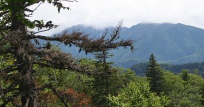 Copertina di Sopravvive nove giorni nella fitta foresta di un’isola nell’estremo nord della Russia: 79enne trovato “stremato” sulla riva di un fiume