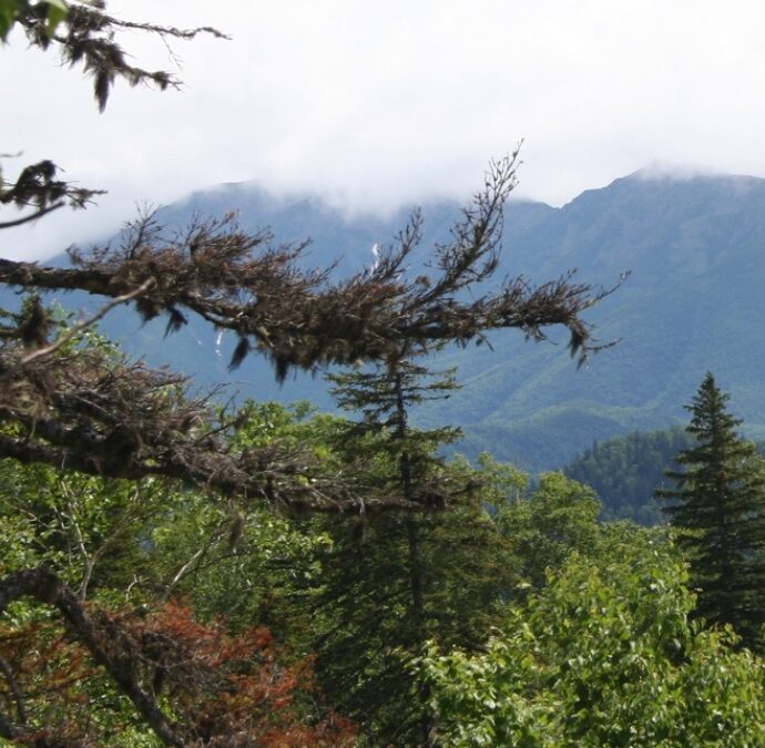 Sopravvive nove giorni nella fitta foresta di un’isola nell’estremo nord della Russia: 79enne trovato “stremato” sulla riva di un fiume